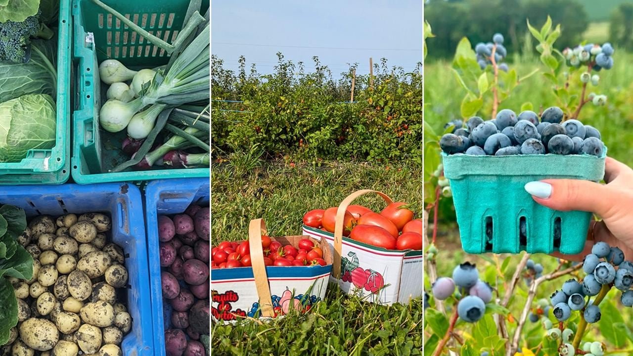 default-469 Left: aerial view of crates filled with freshly harvested root vegetables; center: boxes of tomatoes lined up in a garden; right: a hand holding a container of blueberries against a backdrop of blueberry shrubs.