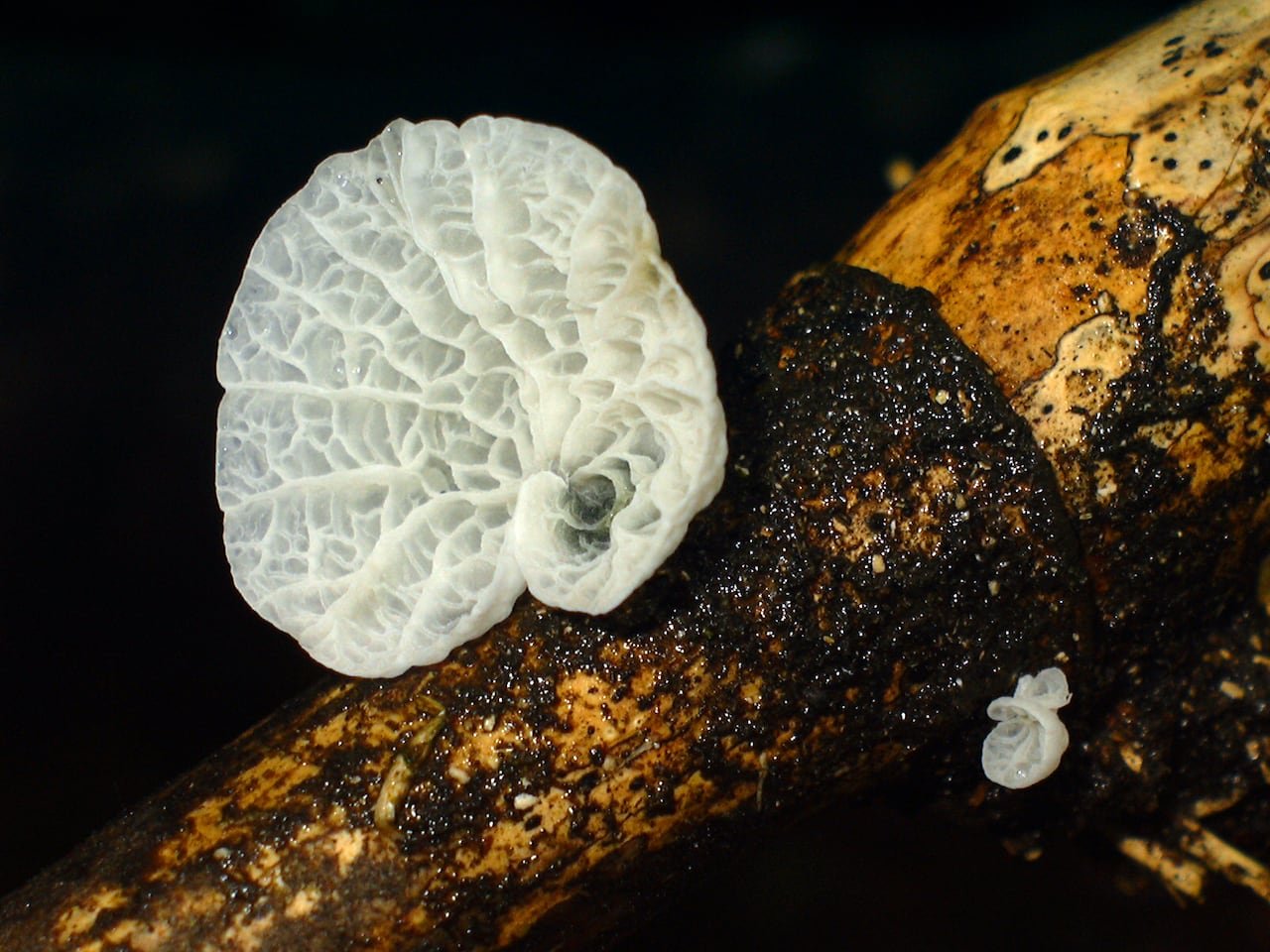White lacy mushroom on a branch
