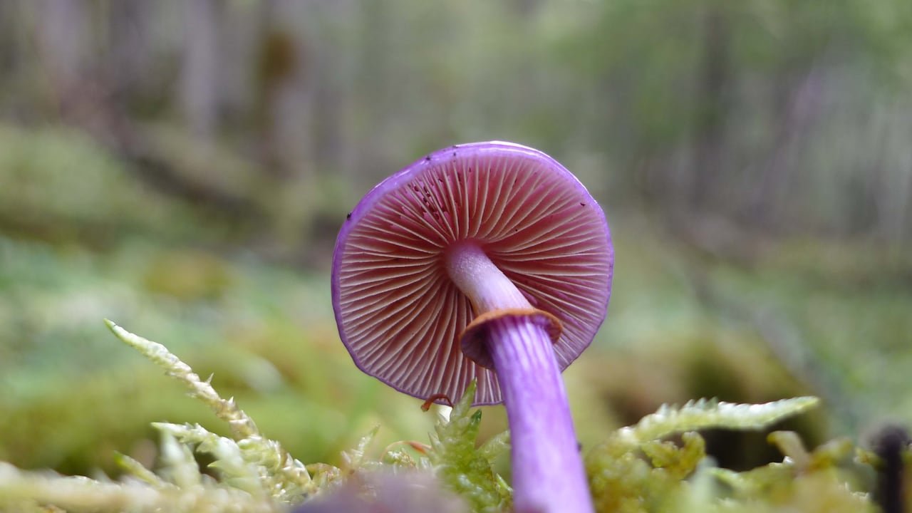 Purple mushroom