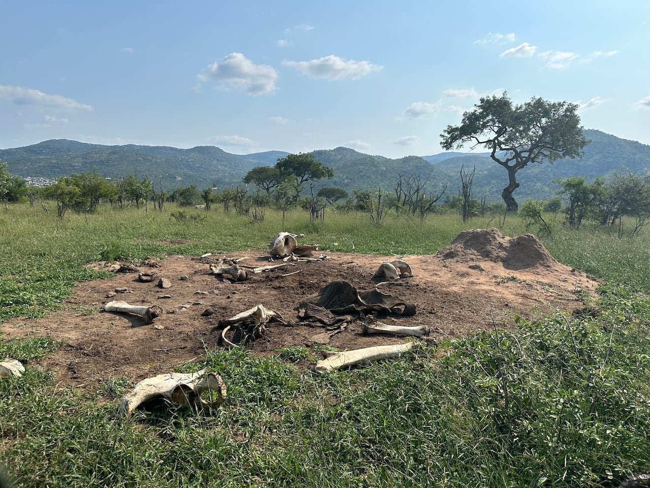 A barren patch of ground with elephant bones